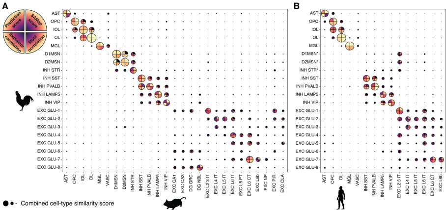 图4 鸡-小鼠和鸡-人类脑细胞类型间调控编码匹配方法概述